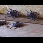 BNr:cockroaches"
