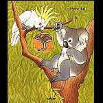 dickes Koala Kuckloch  Kinder Buch   A4