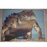 Poster Leinen Druck Krokodil 40x30cm