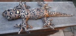 Sandtier Echse Gecko ca. 30 cm