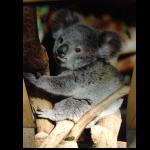 Koala Bild Foto Poster 45x30cm