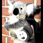 BNr:koala17"