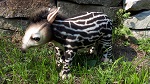 Stofftier Tapir Baby 30cm