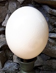 Strauen Ei original 14cm hoch