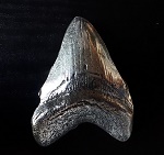 Grtelschnalle Metall Weier Hai Zahn 8cm